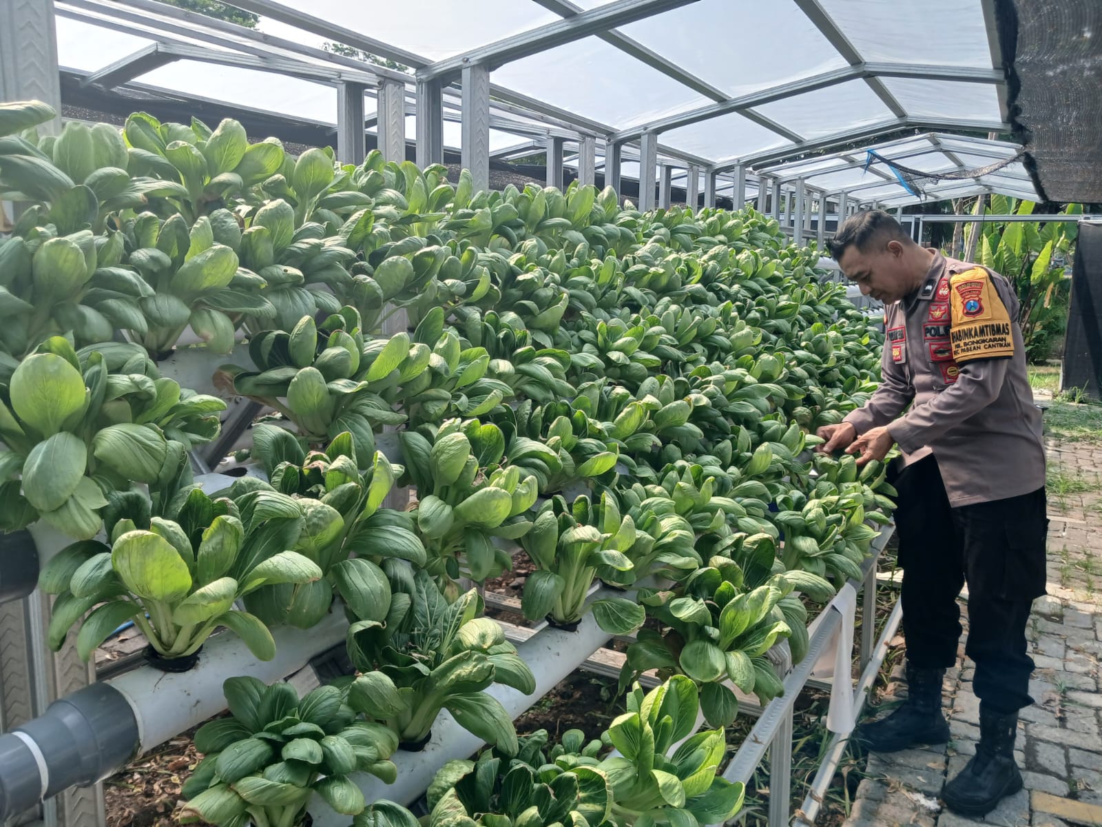 Bhabinkamtibmas Polsek Pabean Cantikan Cek Program Ketahanan Pangan di  Taman Hidroponik Petekkan - DIVISI HUMAS POLRI - Pengelola Informasi dan  Dokumentasi Polri