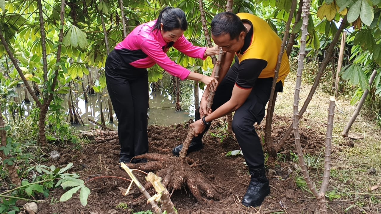 Dukung Ketahanan Pangan, Polsek Metro Penjaringan Panen Raya Singkong di  Kapuk Muara - DIVISI HUMAS POLRI - Pengelola Informasi dan Dokumentasi Polri