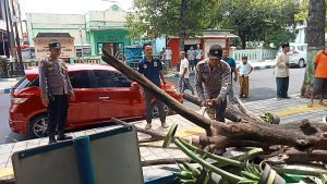 Gercep Polsek Ngawi Bantu Evakuasi  Kendaraan yang Tertimpa Pohon Tumbang