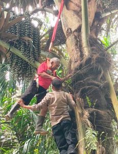 Anggota Polsek Indra Makmu Evakuasi Seorang Kakek Yang Terjebak di Pohon Aren