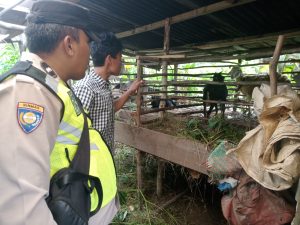 Antisipasi Penyakit SE pada Hewan Ternak di Desa Bumi Pratama Mandira