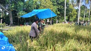Aiptu Jamaluddin Kanit Binmas Polsek Malunda Hadiri Kegiatan Panen Raya di Dusun Tamalassu