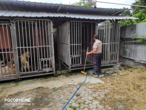 Unit K9 Sat Samapta Polresta Surakarta Secara Rutin Lakukan Perawatan Anjing Pelacak