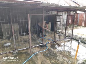 Guna Menjaga Kesehatan Anjing Pelacak, Unit K9 Sat Samapta Polresta Surakarta Rutin Lakukan Perawatan