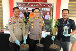 Tanam Pohon Ganja, Pelaku Ditangkap oleh Satres Narkoba Polres Bintan