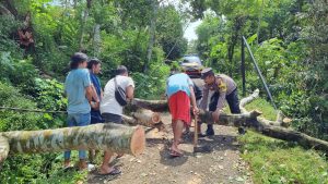 Polisi Bantu Evakuasi Pohon Tumbang Timpa Jaringan Listrik dan Internet di Purbalingga