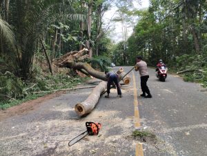 Personel Polsek Loa Janan Bersama Relawan dan Warga Evakuasi Pohon Tumbang