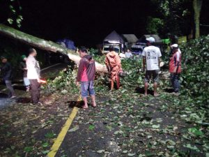 Gercep Polisi Bersama Warga Tangani Pohon Tumbang, Jalur Nasional Lintas Gumitir Kembali Lancar