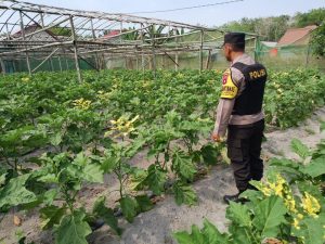 Bhabinkamtibmas Desa Natai Kerbau Melaksanakan Cek Ketahanan Pangan di Kecamatan Pangkalan Banteng