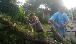 Polsek Bojongsari Bantu Evakuasi Pohon Tumbang Menutup Jalan