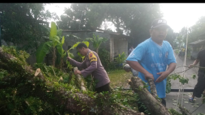 Polsek Bojongsari Bantu Evakuasi Pohon Tumbang Menutup Jalan