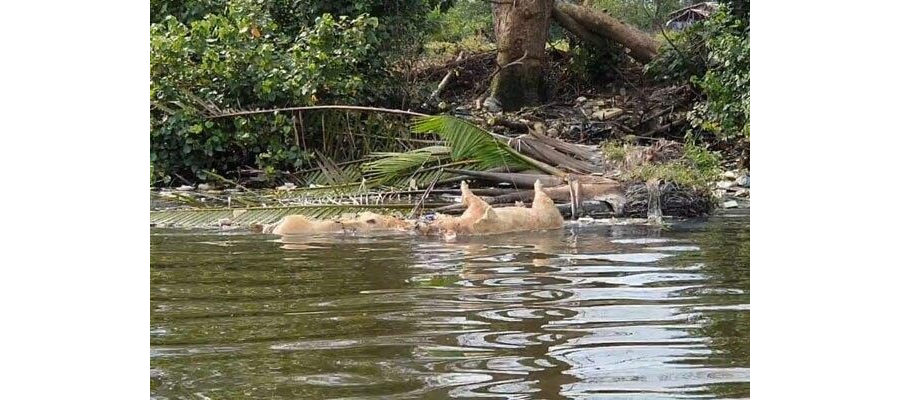 Walantara Propinsi sumatera utara Meminta Polisi Menindak Tegas Pembuangan Bangkai Babi Ke Sungai