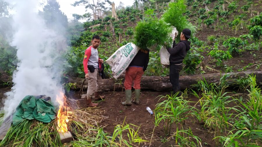 1 Hektar ganja Siap Panen Di temukan Sat Narkoba Polres Rejang Lebong
